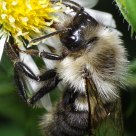 Just a Little Bumble Bee